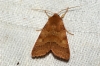 Flounced Chestnut