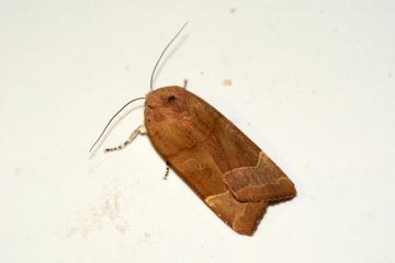 Broad-bordered Yellow Underwing Copyright: Ben Sale