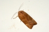 Broad-bordered Yellow Underwing