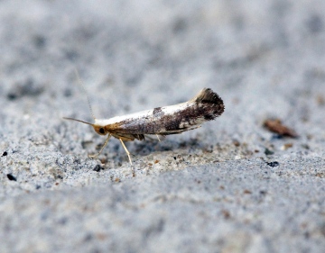 Argyresthia spinosella 2 Copyright: Ben Sale