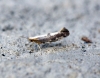 Argyresthia spinosella 2 Copyright: Ben Sale