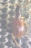 Oxypselaphus obscurus