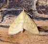 Paratalanta hyalinalis Copyright: Ben Sale