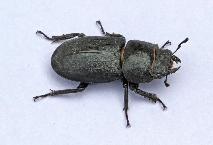 Dorcus parallelipipedus (lesser Stag Beetle) 2 Copyright: Graham Ekins