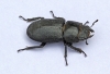 Dorcus parallelipipedus (lesser Stag Beetle) 2 