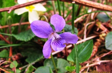 Common Dog Violet Copyright: Graham Smith