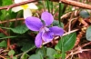 Common Dog Violet 