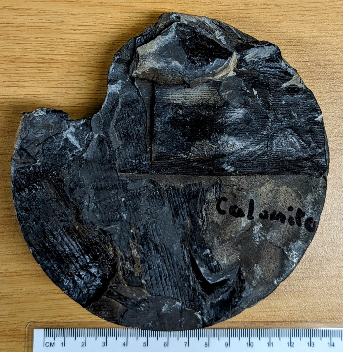 Carboniferous Bore Hole Core Section Copyright: William George