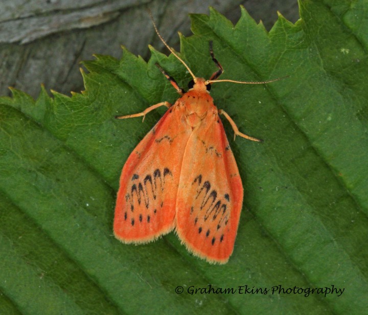 Miltochrista miniata  Rosy Footman Copyright: Graham Ekins