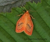 Miltochrista miniata  Rosy Footman