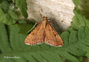 Endotricha flammealis 2 Copyright: Graham Ekins