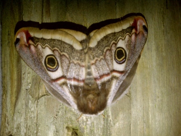 Emperor Moth 2 Copyright: Graham Smith