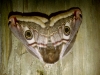 Emperor Moth 2 
