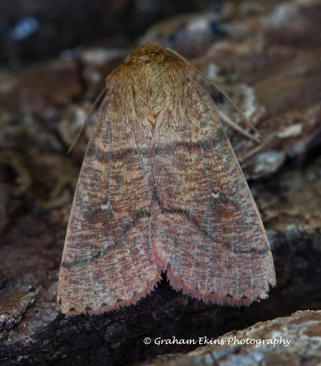 Double-line  Mythimna turca Copyright: Graham Ekins