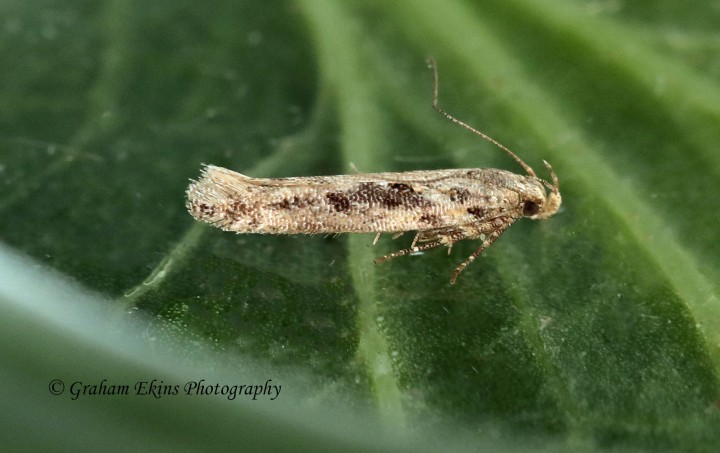 Scrobipalpa ocellatella 2 (GD) Copyright: Graham Ekins