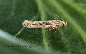 Scrobipalpa ocellatella 2 (GD) Copyright: Graham Ekins