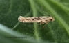 Scrobipalpa ocellatella 2 (GD) Copyright: Graham Ekins