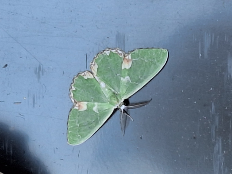 Blotched Emerald Epping Copyright: Sam Crawford