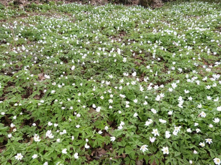 Wood Anemones 1 Copyright: Graham Smith