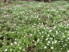 Wood Anemones 1 