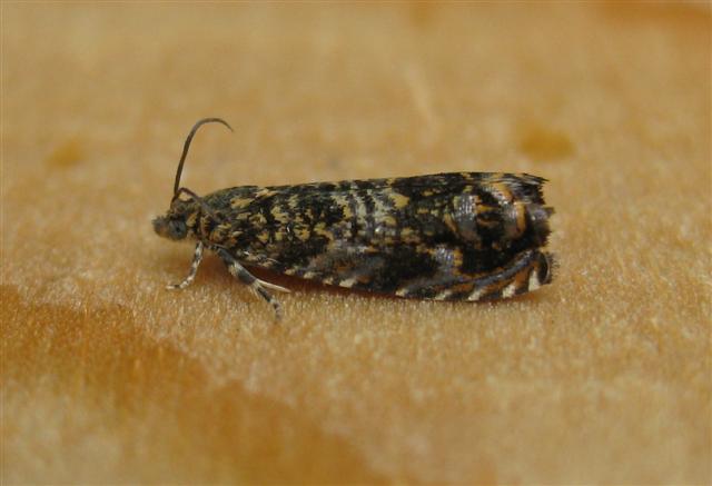 Cherry Bark Moth. Copyright: Stephen Rolls