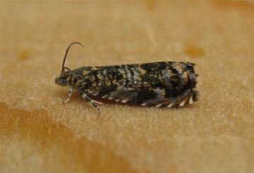 Cherry Bark Moth. Copyright: Stephen Rolls