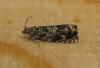 Cherry Bark Moth.