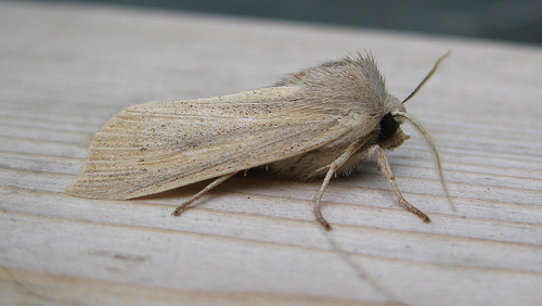 Small Wainscot Copyright: Stephen Rolls