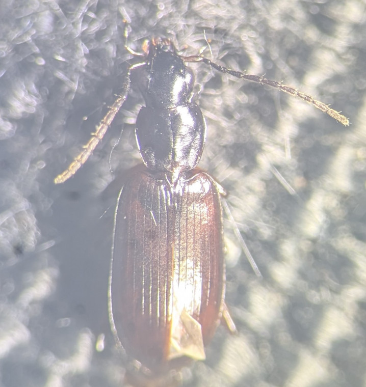 Agonum thoreyi Copyright: Robert Smith