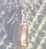 Agonum thoreyi