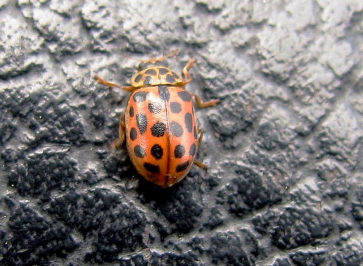 Water Ladybird Copyright: Graham Smith