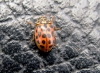 Water Ladybird 