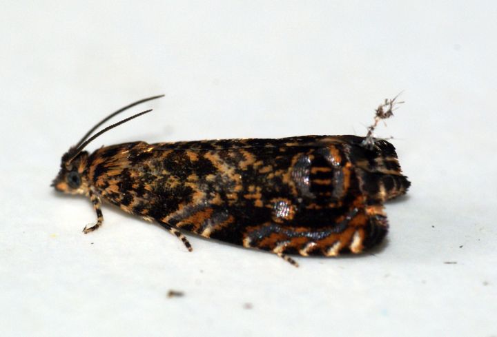 Cherry Bark Moth (Enarmonia formosana) Copyright: Ben Sale