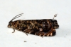 Cherry Bark Moth (Enarmonia formosana) Copyright: Ben Sale