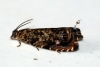 Cherry Bark Moth (Enarmonia formosana)  