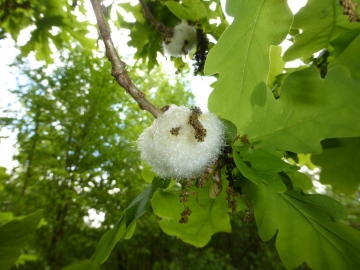 Cotton Wool Gall. Copyright: Stephen Rolls