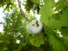 Cotton Wool Gall. 