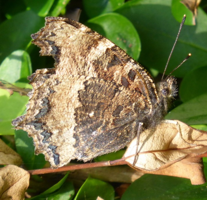 Scarce Tort - Underside Copyright: Jackie James