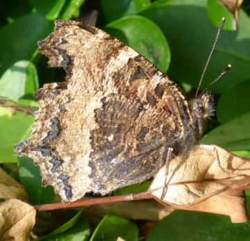 Scarce Tort - Underside Copyright: Jackie James