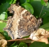 Scarce Tort - Underside