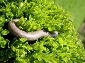 Slowworm basking in privet bush Copyright: J Cranfield