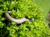 Slowworm basking in privet bush 