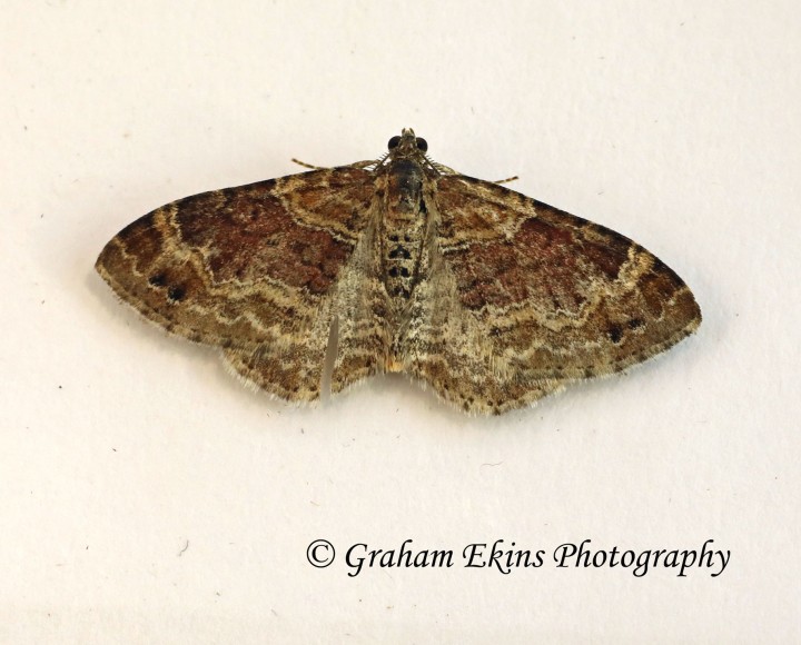 Xanthorhoe spadicearia Red Twin-spot Carpet 6 Copyright: Graham Ekins