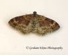 Xanthorhoe spadicearia Red Twin-spot Carpet 6