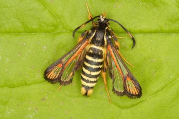 Bembecia ichneumoniformis Copyright: Peter Harvey