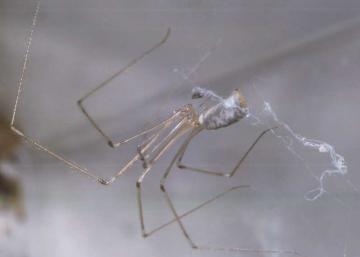 Pholcus phalangioides Copyright: Peter Harvey