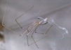 Pholcus phalangioides Copyright: Peter Harvey