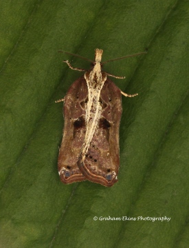 Acleris cristana 9 Copyright: Graham Ekins