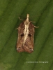 Acleris cristana 9