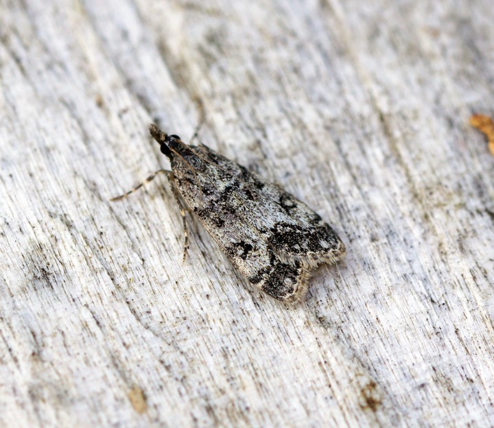 Eudonia lacustrata Copyright: Ben Sale